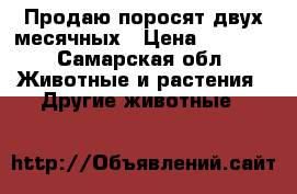 Продаю поросят двух месячных › Цена ­ 2 500 - Самарская обл. Животные и растения » Другие животные   